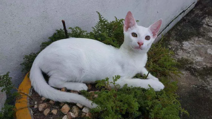 Gato ra a SRD idade 2 a 6 meses nome Dramalhão