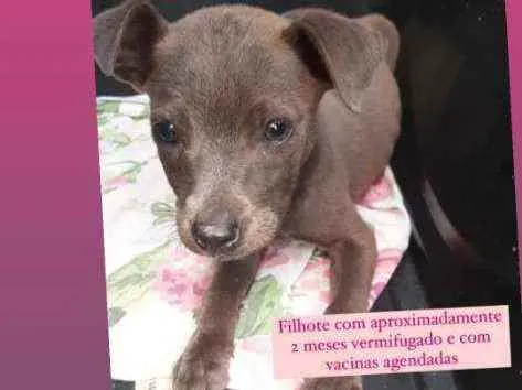 Cachorro ra a Não sei  idade 2 a 6 meses nome Não tem