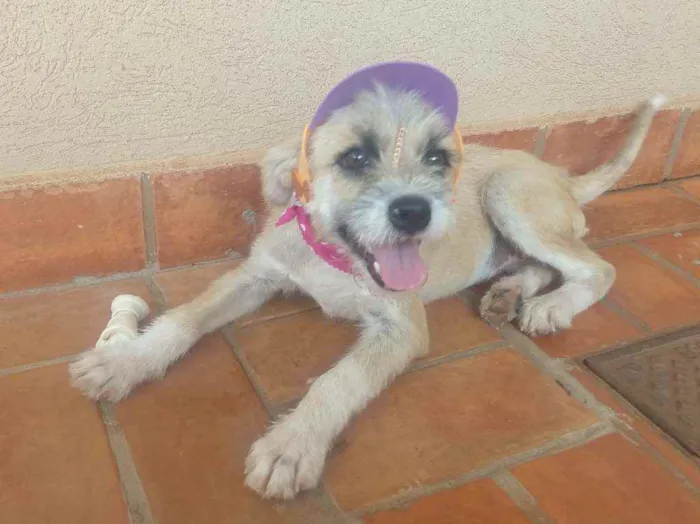 Cachorro ra a Srd idade 1 ano nome Estopinha