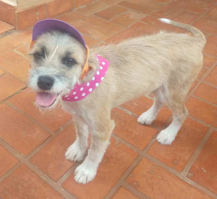 Cachorro ra a Srd idade 1 ano nome Estopinha