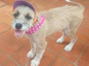 Cachorro raça Srd idade 1 ano nome Estopinha