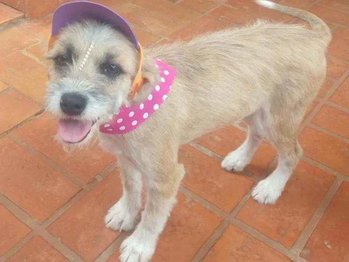 Cachorro ra a Srd idade 1 ano nome Estopinha