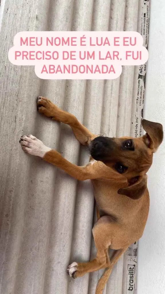 Cachorro ra a Vira lata idade Abaixo de 2 meses nome Lua