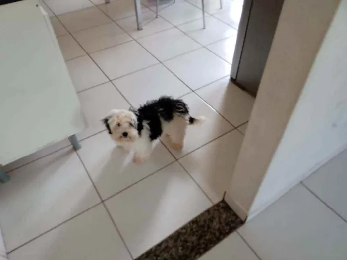 Cachorro raça Shih tzu idade 7 a 11 meses nome Buddy