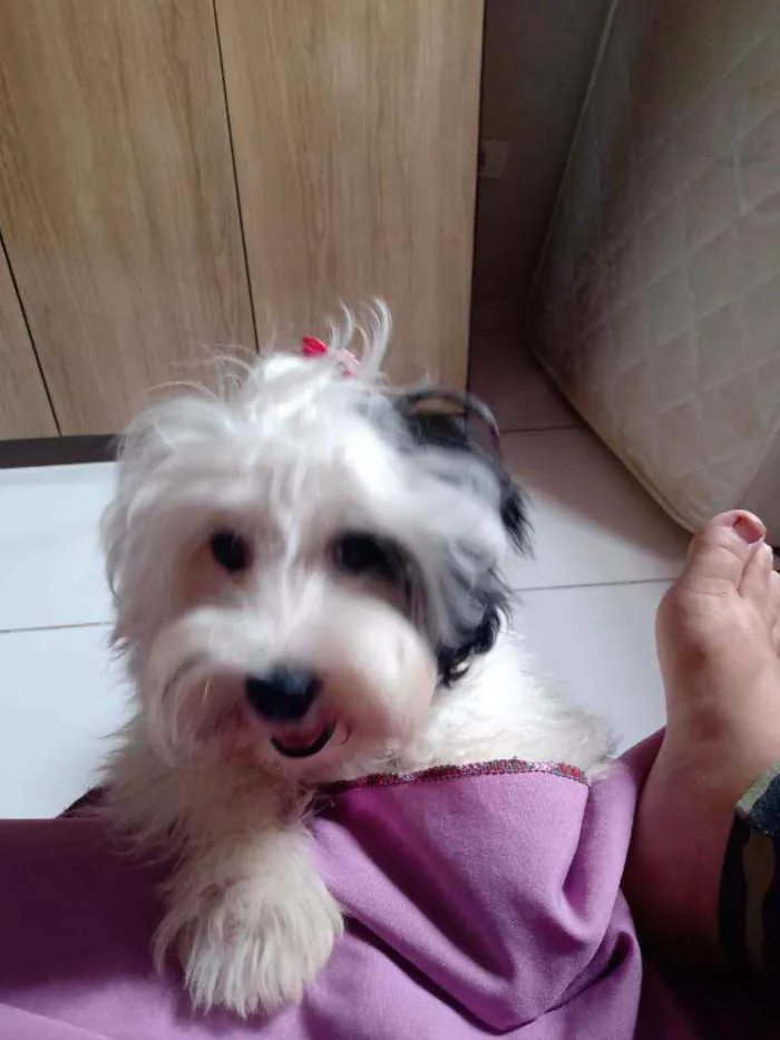 Cachorro raça Shih tzu idade 7 a 11 meses nome Buddy