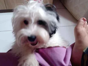 Cachorro raça Shih tzu idade 7 a 11 meses nome Buddy