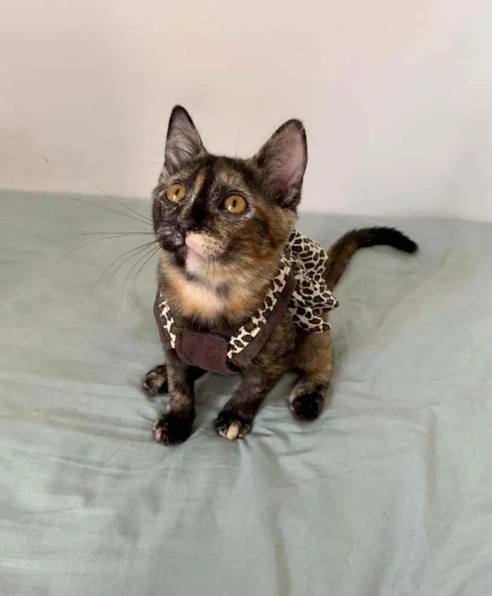 Gato raça SRD idade 2 a 6 meses nome Pixie