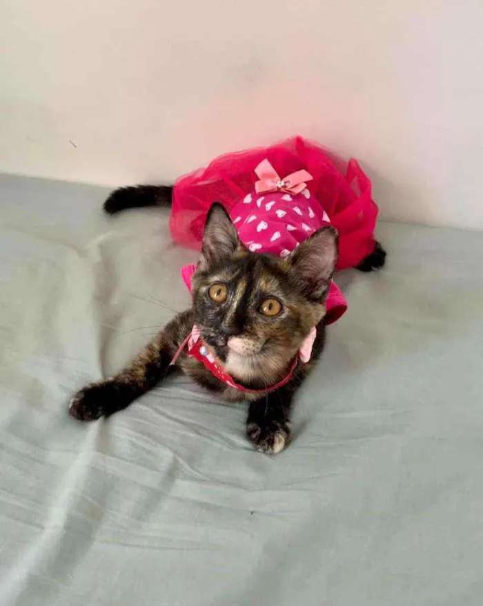 Gato raça SRD idade 2 a 6 meses nome Pixie