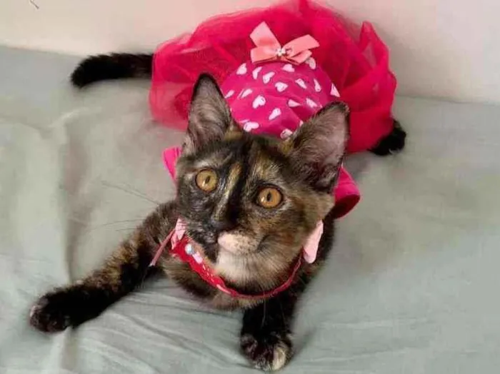 Gato raça SRD idade 2 a 6 meses nome Pixie