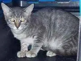 Gato raça srd idade 2 a 6 meses nome Lola