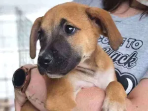 Cachorro raça SRD  idade 2 a 6 meses nome Charlie