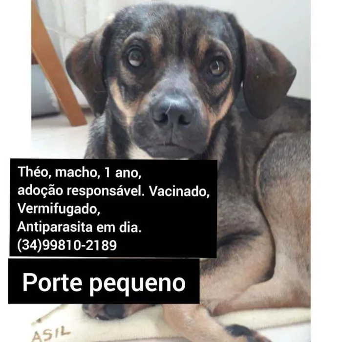 Cachorro ra a SRD idade 7 a 11 meses nome Théo