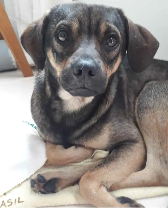 Cachorro ra a SRD idade 7 a 11 meses nome Théo