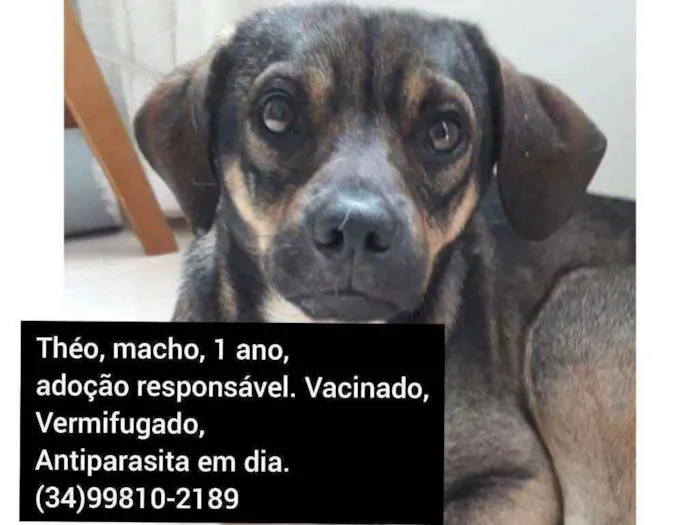 Cachorro ra a SRD idade 7 a 11 meses nome Théo