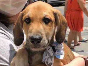 Cachorro raça SRD  idade 2 a 6 meses nome Alecrim 
