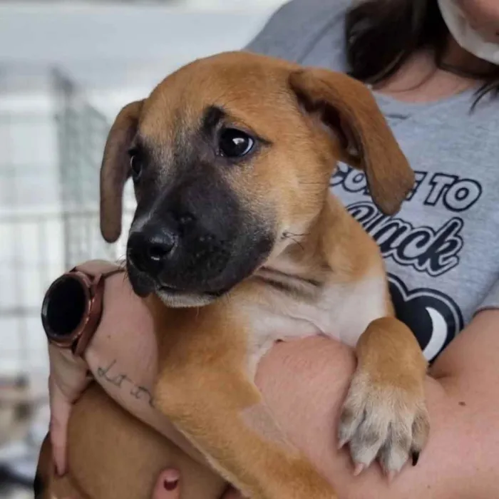 Cachorro raça SRD  idade 2 a 6 meses nome Charles