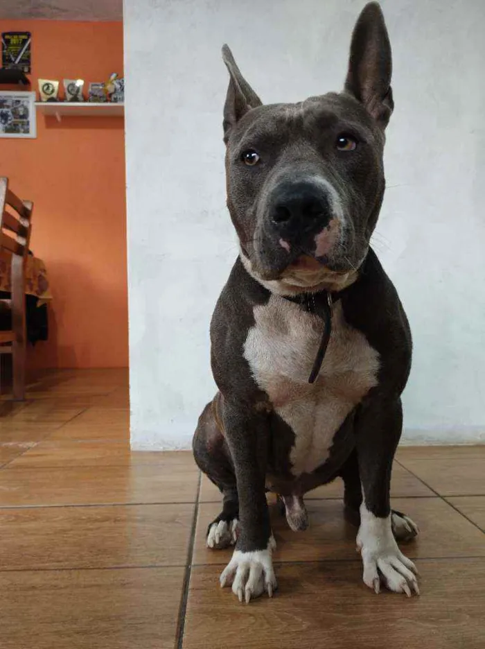 Cachorro ra a Pitbull idade 2 anos nome BULL