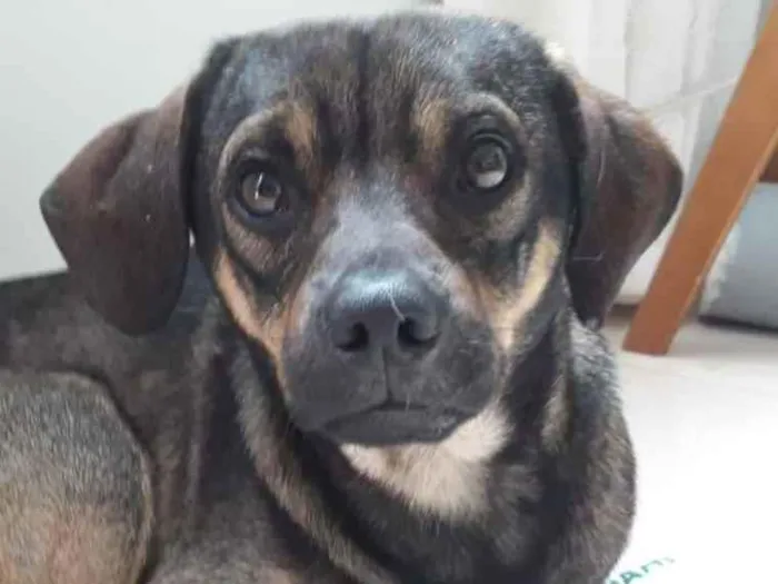 Cachorro ra a SRD idade 7 a 11 meses nome Théo