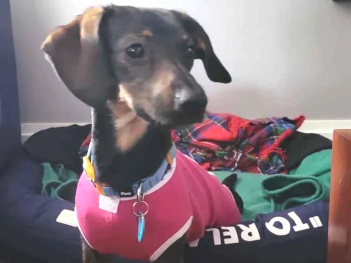 Cachorro raça SRD  idade 1 ano nome Pucca 