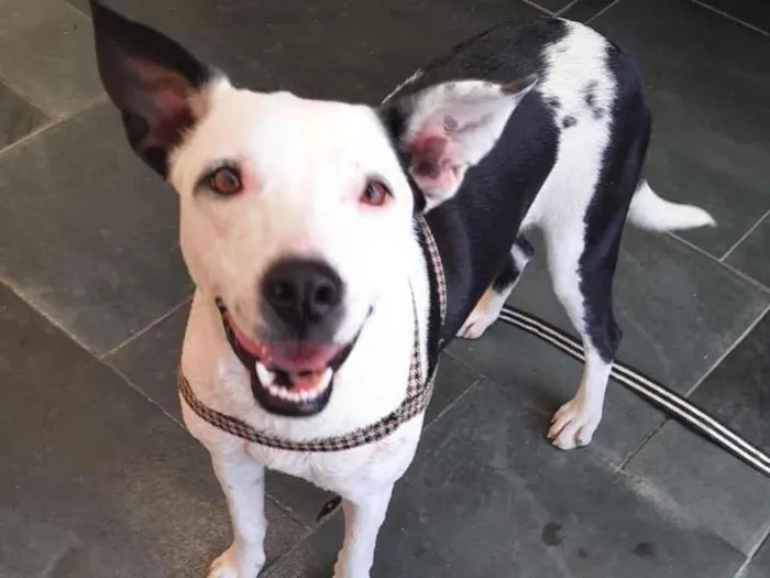 Cachorro raça SRD  idade 1 ano nome Brisa 