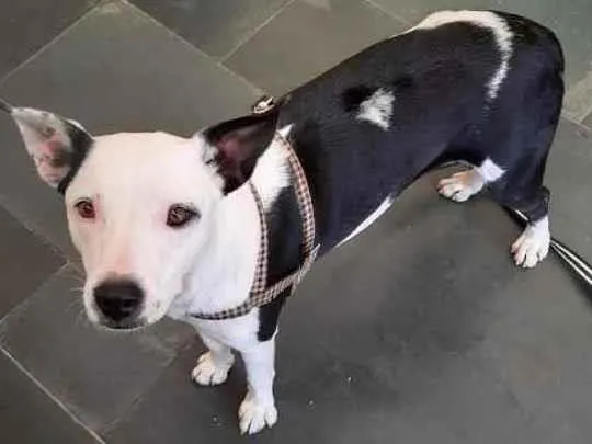 Cachorro raça SRD  idade 1 ano nome Brisa 