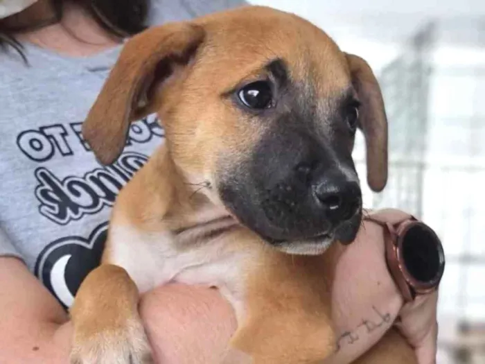 Cachorro raça SRD  idade 2 a 6 meses nome Charles