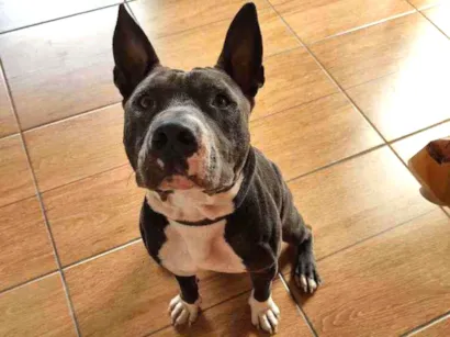 Cachorro raça Pitbull idade 2 anos nome BULL