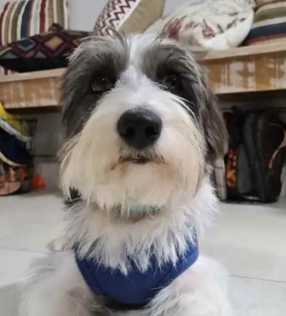 Cachorro ra a Mestiço  idade 1 ano nome Theo 