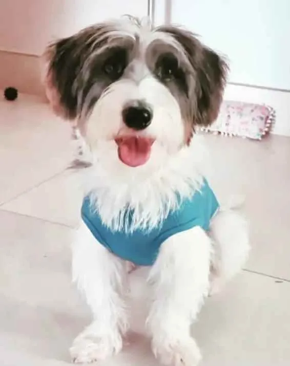 Cachorro ra a Mestiço  idade 1 ano nome Theo 