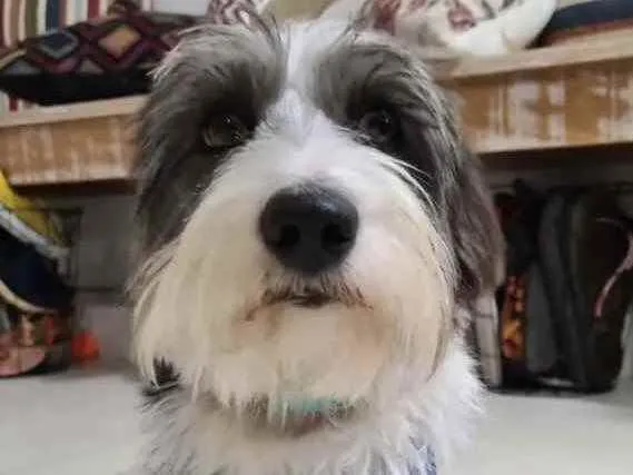 Cachorro ra a Mestiço  idade 1 ano nome Theo 