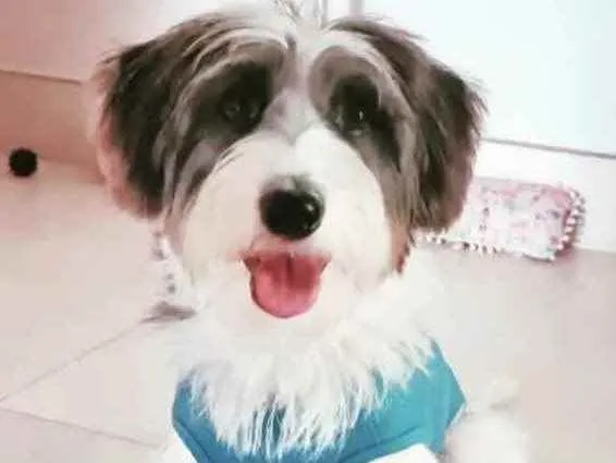 Cachorro ra a Mestiço  idade 1 ano nome Theo 