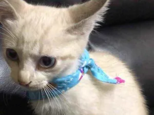 Gato raça Srd idade 2 a 6 meses nome Lino