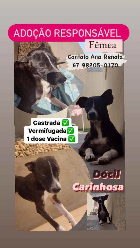 Cachorro ra a SRD idade 1 ano nome Amora