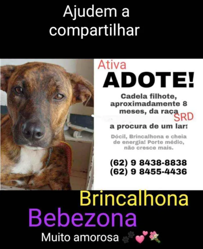 Cachorro ra a SRD idade 7 a 11 meses nome Sol