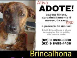 Cachorro raça SRD idade 7 a 11 meses nome Sol