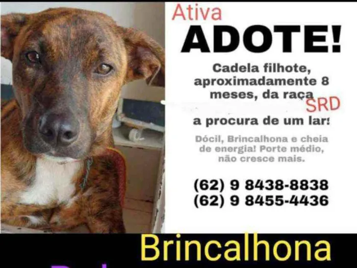 Cachorro ra a SRD idade 7 a 11 meses nome Sol