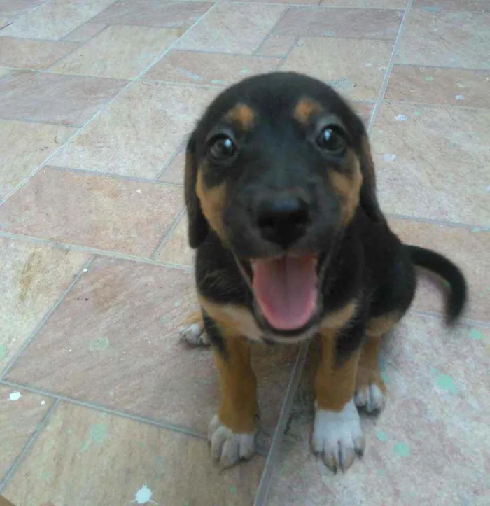 Cachorro ra a Srd idade 2 a 6 meses nome Não tem