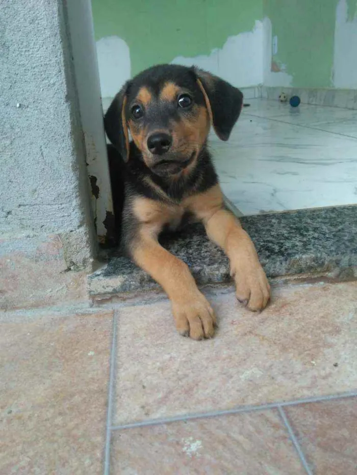 Cachorro ra a Srd idade 2 a 6 meses nome Não tem