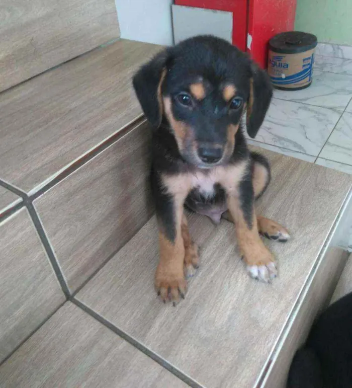 Cachorro ra a Srd idade 2 a 6 meses nome Não tem