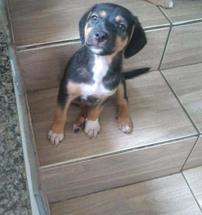 Cachorro ra a Srd idade 2 a 6 meses nome Não tem