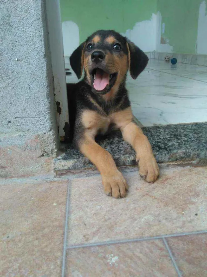 Cachorro ra a Srd idade 2 a 6 meses nome Não tem