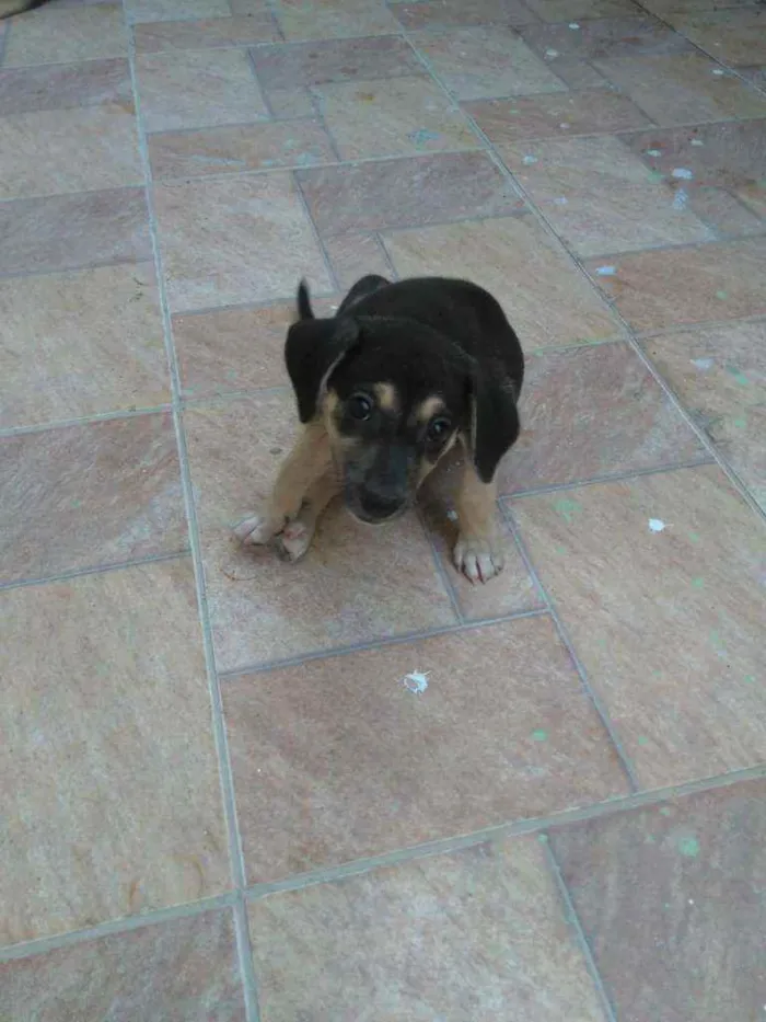 Cachorro ra a Srd idade 2 a 6 meses nome Não tem