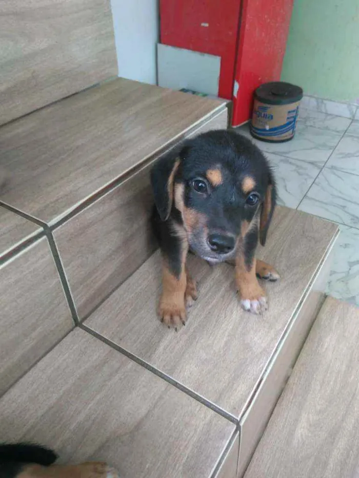 Cachorro ra a Srd idade 2 a 6 meses nome Não tem