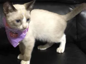 Gato raça SRD idade 2 a 6 meses nome Lili