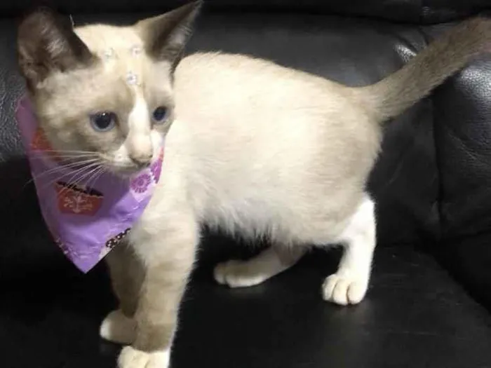 Gato raça SRD idade 2 a 6 meses nome Lili