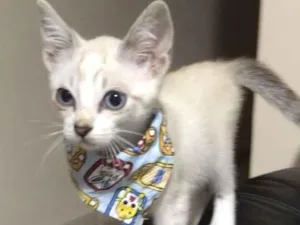 Gato raça Srd idade 2 a 6 meses nome Lilo
