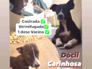 Cachorro raça SRD idade 1 ano nome Amora