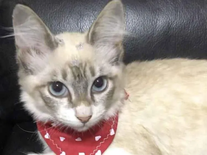 Gato raça Srd idade 2 a 6 meses nome Amora