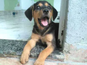 Cachorro raça Srd idade 2 a 6 meses nome Não tem