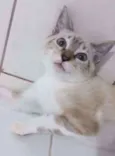Sialatinha